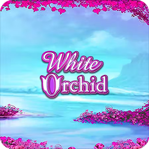 White Orchid